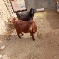 بز داشتی آبستن|حیوانات مزرعه|گهواره, |دیوار