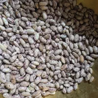 فروش لوبیا چیتی