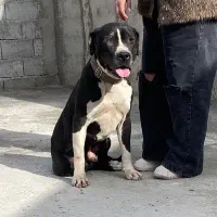 هکتور پیت بول نر عقیم یک ساله