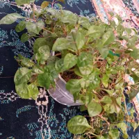 دو عدد گیاه کورتیزی و لب ماتیکی|گل و گیاه طبیعی|اصفهان, براآن شمالی|دیوار