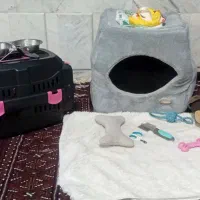 سگ پاکوتاه  شیتزو|سگ|سبزوار, نواب صفوی|دیوار