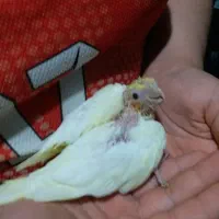 جوجه عروس هلندی لوتینیو|پرنده|خرمشهر, |دیوار