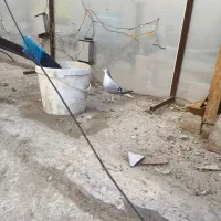 کفتر