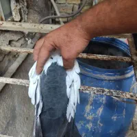دمبی درجه یک