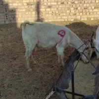 بزتک چین شده سانن|حیوانات مزرعه|درمیان, |دیوار