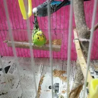 پرنده خوشکل زیبا|پرنده|مشهد, محمدآباد|دیوار