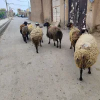 تپل و جوان بره|حیوانات مزرعه|کرج, کرج نو|دیوار