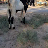 تکه پاکستانی|حیوانات مزرعه|انبارآلوم, |دیوار