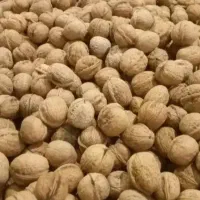 گردو مرغوب و تازه