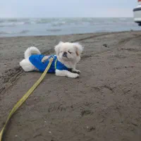 سگ خارجی فوری پکینیزاصل امپریال|سگ|هشتگرد, شهرک راه آهن|دیوار