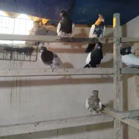 کفتر رنگی|پرنده|قم, آزادگان|دیوار