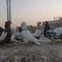 بهبهونی|پرنده|شیراز, پانصد دستگاه ارتش|دیوار
