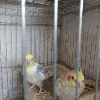 عروس هلندی