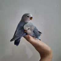 ۲ عدد طوطی برزیلی رام و دستی۲ ماهه و یک جفت مولد