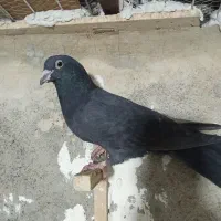 نر زاغ کرمانی