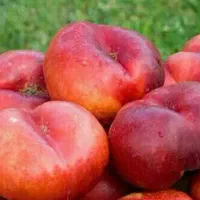 پیشفروش نهال شلیل انجیری|خدمات باغبانی و درختکاری|ارشق, |دیوار