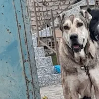 ماده سراب زمانت همه چیز اماده جفت زدن
