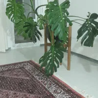 گل برگ انجیری مانسترا