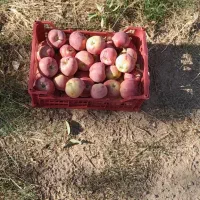 باغ فروشی ۱۱۰۰متر|فروش زمین و ملک کلنگی|باغ حلی, |دیوار