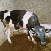 یک عدد گاو وه سه گوساله نر