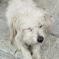 سگ پا کوتاه|سگ|اردکان, |دیوار