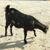 بز دوقلو زا نژاد دار یکماه ابستن|حیوانات مزرعه|ایلام, |دیوار