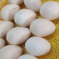 تخم نطفه دار بوقلمون و بوقلمون کرچ