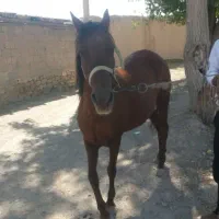 اسب مادیان