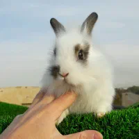 خرگوش|موش و خرگوش|ارومیه, |دیوار