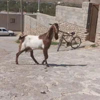 بز پاکستانی اصل