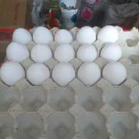 بازاریاب ویزیتور خانم وآقا