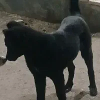 سگ بومی