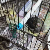 جوجه عروس|پرنده|آستانه اشرفیه, |دیوار