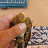 جوجه سهره قناری نر|پرنده|رشت, اسماعیل آباد|دیوار