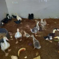 اردک،غاز،مرغ،قوغاز