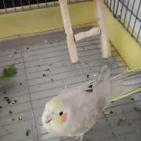 عروس هلندی ماده و قفس سهره دست ساز|پرنده|رباطکریم, شهرک والفجر|دیوار