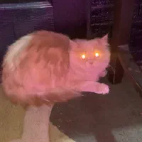 گربه پرشین نر