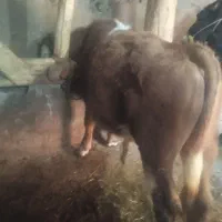 گوساله نر سمینتال دوری بری 250کیلو