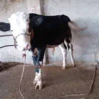 گوساله|حیوانات مزرعه|آق قلا, |دیوار