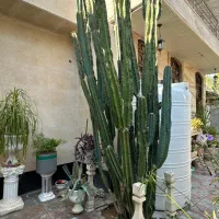 کاکتوس