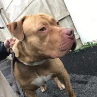 واگذاری پیت بول اصیل