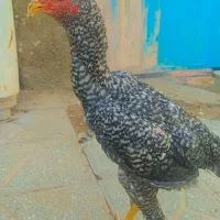 خروس لاری شیش ماهه خار زن|کلکسیون سکه، تمبر، اسکناس|مشهد, شهید احمدی روشن|دیوار