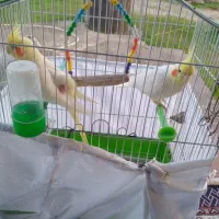 طوطی عروس هلندی دو جفت