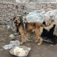 سگ.|سگ|میانه, |دیوار