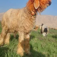 بره تخمی|حیوانات مزرعه|مسجد سلیمان, |دیوار