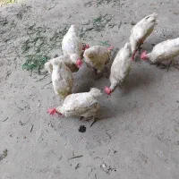 مرع تخمگذار