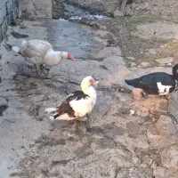 اردک اسراییلی|حیوانات مزرعه|فرح آباد, |دیوار