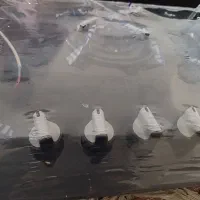 گاز صفحه ای بوش|اجاق گاز و لوازم برقی پخت‌وپز|فولادشهر, B2|دیوار