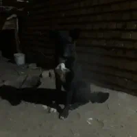 توله ۷ ماهه قهدریجانی