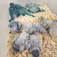 جوجه سرلاکی طوطی راهب آبی و پسته ای